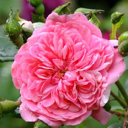 E-commerce, vendita, rose, in, vaso rose floribunde - rosa - Rosa Les Quatre Saisons® - rosa non profumata - Meilland International - ,-